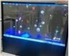 Transparent OLED Display